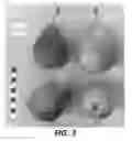 Fig. 04 - Pear Tree Named 'CH201'