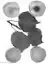 Fig. 01 - Interspecific tree named `MALIBU'