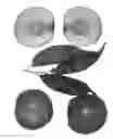 Fig. 02 - Nectarine tree named ‘Sweet Firegem’