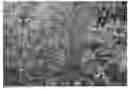 Fig. 01 - Eucalyptus plant named 'Rengun'