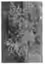 Fig. 02 - Eucalyptus plant named 'Rengun'