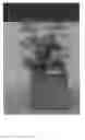 Fig. 03 - Eucalyptus plant named 'Rengun'
