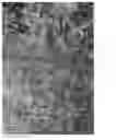Fig. 04 - Eucalyptus plant named 'Rengun'