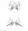 Fig. 04 - Vertical roller device to aid in feeding sugar cane stalk to harvester