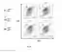 Fig. 54 - Animal Models and Therapeutic Molecules
