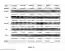 Fig. 03 - ALGAL-BASED ANIMAL FEED COMPOSITION CONTAINING EXOGENOUS PROTEASE ANIMAL FEED SUPPLEMENT, AND USES THEREOF