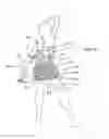 Fig. 11 - Butt enhancing hosiery/shaper under garment