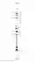 Fig. 33 - Apparatus for automatically filling pipette