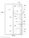 Fig. 02 - METHODS AND SYSTEMS FOR HYBRID OVERSIGHT OF SAMPLE COLLECTION