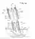 Fig. 60 - Implantable flow connector