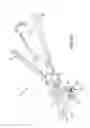 Fig. 09 - Method and system for ligating a body part