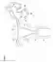 Fig. 02 - RECOVERY AND PROCESSING OF HUMAN EMBRYOS FORMED IN VIVO
