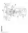 Fig. 103 - RECOVERY AND PROCESSING OF HUMAN EMBRYOS FORMED IN VIVO