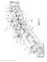 Fig. 03 - Spinal correction adjustment systems and methods