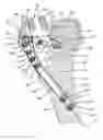 Fig. 01 - Implants/procedures related to tibial tuberosity advancement