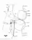 Fig. 14 - Implants/procedures related to tibial tuberosity advancement