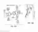Fig. 20 - LOWER EXTREMITY EXOSKELETON FOR GAIT RETRAINING