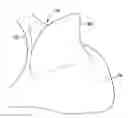Fig. 01 - Garment