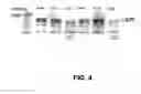 Fig. 14 - Compounds for the treatment of pathologies associated with aging and degenerative disorders