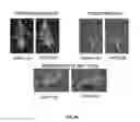 Fig. 22 - Compounds for the treatment of pathologies associated with aging and degenerative disorders
