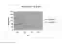 Fig. 02 - Methotrexate composition