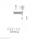 Fig. 31 - Compounds and methods for regulating integrins