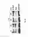 Fig. 32 - Compounds and methods for regulating integrins
