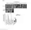 Fig. 02 - Composition for controlling a gut immunity and use thereof