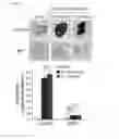 Fig. 05 - Composition for controlling a gut immunity and use thereof
