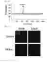 Fig. 13 - Composition for controlling a gut immunity and use thereof