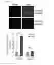 Fig. 21 - Composition for controlling a gut immunity and use thereof