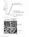 Fig. 26 - Composition for controlling a gut immunity and use thereof