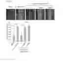 Fig. 30 - Composition for controlling a gut immunity and use thereof