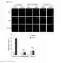 Fig. 38 - Composition for controlling a gut immunity and use thereof