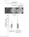 Fig. 48 - Composition for controlling a gut immunity and use thereof