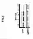 Fig. 09 - Combination therapies for malaria