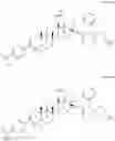 Fig. 185 - COMPOSITIONS HAVING C-17 AND C-3 MODIFIED TRITERPENOIDS WITH HIV MATURATION INHIBITORY ACTIVITY