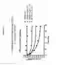 Fig. 42 - Boron-containing small molecules