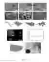 Fig. 04 - Nucleic acid particles, methods and use thereof