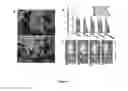 Fig. 06 - Nucleic acid particles, methods and use thereof