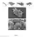 Fig. 10 - Nucleic acid particles, methods and use thereof