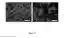 Fig. 19 - Nucleic acid particles, methods and use thereof