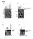 Fig. 02 - Pappalysin Regulator