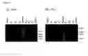 Fig. 04 - Pappalysin Regulator