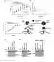 Fig. 12 - Pappalysin Regulator