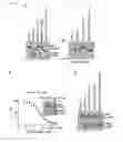 Fig. 17 - Pappalysin Regulator