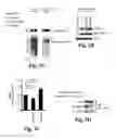 Fig. 07 - Compositions and methods for treating alzheimer's disease and other tauopathies
