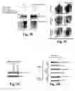 Fig. 08 - Compositions and methods for treating alzheimer's disease and other tauopathies