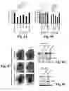 Fig. 09 - Compositions and methods for treating alzheimer's disease and other tauopathies