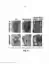 Fig. 25 - Compositions and methods for treating alzheimer's disease and other tauopathies